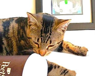 Cute cat videos by Terrificat Gallery